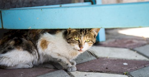 Kedi (Canon 6D Mark 1 ile Çekildi) 