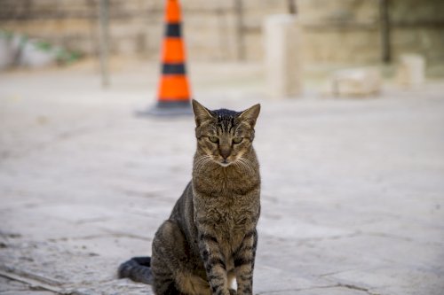 Kedi (Canon 6D Mark 1 ile Çekildi) 